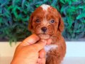 KAHVE TONLU MALTİPOO CİNSİ YAVRULAR 