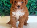 KAHVE TONLU MALTİPOO CİNSİ YAVRULAR 