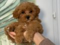 TOY POODLE SEVİMLİ YAVRULAR 