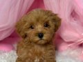 TOY POODLE SEVİMLİ YAVRULAR 