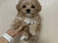 MALTİPOO CİNSİ YAVRULAR 