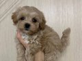 MALTİPOO CİNSİ YAVRULAR 