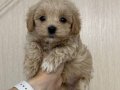 MALTİPOO CİNSİ YAVRULAR 