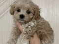 MALTİPOO CİNSİ YAVRULAR 