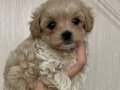MALTİPOO CİNSİ YAVRULAR 