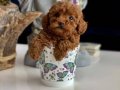 KIPKIRMIZI RED TOY POODLE SEVİMLİ YAVRULAR 