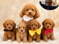 KIPKIRMIZI RED TOY POODLE SEVİMLİ YAVRULAR 