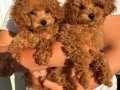 KIPKIRMIZI RED TOY POODLE SEVİMLİ YAVRULAR 