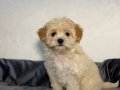 Kahve tonlu MALTİPOO CİNSİ YAVRULAR 