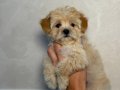 Kahve tonlu MALTİPOO CİNSİ YAVRULAR 