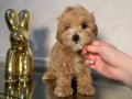 Kahve tonlu MALTİPOO CİNSİ YAVRULAR 