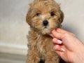 Kahve tonlu MALTİPOO CİNSİ YAVRULAR 