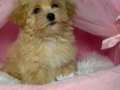 TOY POODLE SEVİMLİ YAVRULAR 