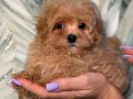 TOY POODLE SEVİMLİ YAVRULAR 
