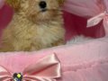 TOY POODLE SEVİMLİ YAVRULAR 