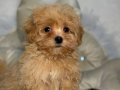TOY POODLE SEVİMLİ YAVRULAR 