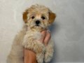KAHVE TONLU MALTİPOO CİNSİ 