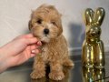KAHVE TONLU MALTİPOO CİNSİ 