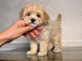 KAHVE TONLU MALTİPOO CİNSİ 