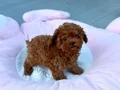 KIPKIRMIZI RED TOY POODLE SEVİMLİ YAVRULAR 