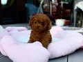KIPKIRMIZI RED TOY POODLE SEVİMLİ YAVRULAR 