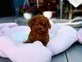 KIPKIRMIZI RED TOY POODLE SEVİMLİ YAVRULAR 