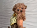 KAHVE TONLU MALTİPOO CİNSİ YAVRULAR 