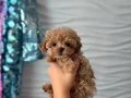 KAHVE TONLU MALTİPOO CİNSİ YAVRULAR 