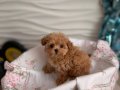 KAHVE TONLU MALTİPOO CİNSİ YAVRULAR 