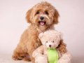 KIPKIRMIZI RED TOY POODLE SEVİMLİ YAVRULAR 