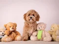 KIPKIRMIZI RED TOY POODLE SEVİMLİ YAVRULAR 