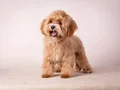 KIPKIRMIZI RED TOY POODLE SEVİMLİ YAVRULAR 
