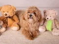KIPKIRMIZI RED TOY POODLE SEVİMLİ YAVRULAR 