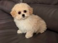 KAHVE TONLU MALTİPOO CİNSİ YAVRULAR 