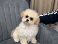 KAHVE TONLU MALTİPOO CİNSİ YAVRULAR 