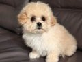 KAHVE TONLU MALTİPOO CİNSİ YAVRULAR 