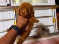 TOY POODLE SEVİMLİ YAVRULAR 
