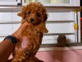 TOY POODLE SEVİMLİ YAVRULAR 