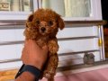 TOY POODLE SEVİMLİ YAVRULAR 