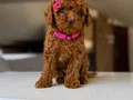 TOY POODLE SEVİMLİ YAVRULAR 