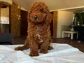 TOY POODLE SEVİMLİ YAVRULAR 