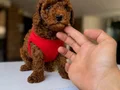 TOY POODLE SEVİMLİ YAVRULAR 