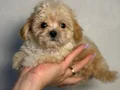MALTİPOO CİNSİ YAVRULAR Yavrularımız    0 numara  ilk aşılar