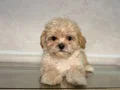 MALTİPOO CİNSİ YAVRULAR Yavrularımız    0 numara  ilk aşılar