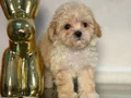 MALTİPOO CİNSİ YAVRULAR Yavrularımız    0 numara  ilk aşılar
