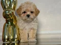 MALTİPOO CİNSİ YAVRULAR Yavrularımız    0 numara  ilk aşılar