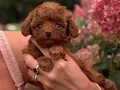 SEVİMLİ TOY POODLE YAVRUMUZ 
