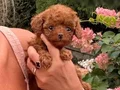SEVİMLİ TOY POODLE YAVRUMUZ 