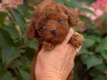 SEVİMLİ TOY POODLE YAVRUMUZ 