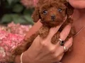 SEVİMLİ TOY POODLE YAVRUMUZ 